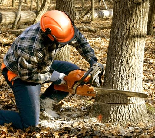 Tree Removal in Peacham, VT